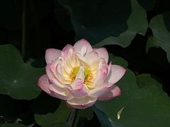 -成都市文化公园