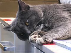 -芭比堂动物医院·CT·微创中心(新顺分院)