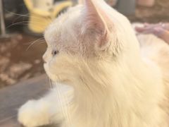 -猫猫幼稚园·撸猫·桌游·电玩