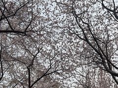 -桃花堤公园