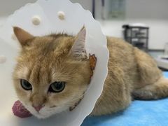 -达爱动物医院·犬猫分区·CT·复杂眼科(远洋山水分院)
