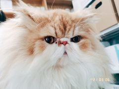 -纳吉亚猫专科动物诊疗中心(蒋宅口分院)