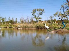 -上海长兴岛郊野公园