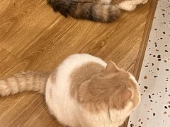 -滚猫咖啡·猫咖·猫友好撸猫(未来城店)