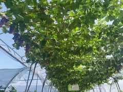 -金谷域澳洲庄园