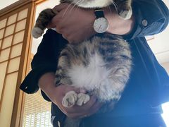 -巧婆婆特色东北菜·铁锅炖