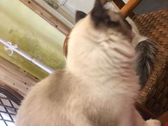 -猫色咖啡·猫咖