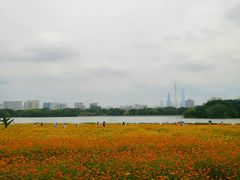-海珠湖公园