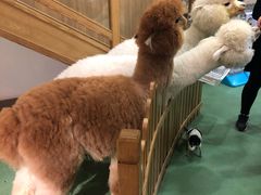 -藦茜花园宠物主题亲子互动体验馆(国顺东路店)