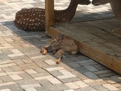 -长白岛森林公园