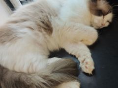 -楼上猫咖(罗湖店)