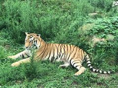 -西安秦岭野生动物园