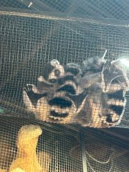 -Zoolung Zoolung动物主题公园(海信广场店)