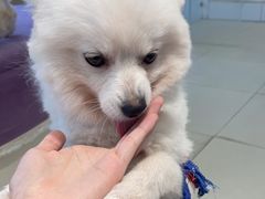 -怪兽屋·羊驼·猫咖·狗咖(俊华广场店)