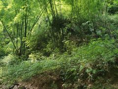 -芦沟竹海