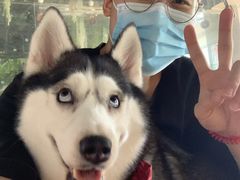 -Husky Go! 哈士奇体验馆·宠物咖啡厅狗咖