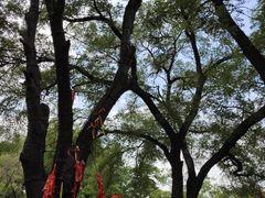 -大槐树寻根祭祖园