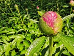 -莲花池公园