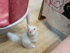 -Sweet cat·星愿猫咖(国贸大厦店)