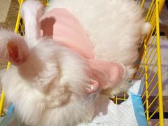 -猫色咖啡·猫咖