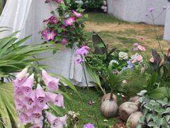 -深圳仙湖植物园