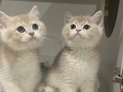 -东方名猫馆·英短金渐层布偶猫舍(环线广场1号楼店)