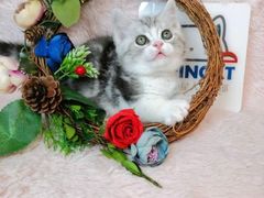 -十年猫舍·猫咪专门店(普陀店)