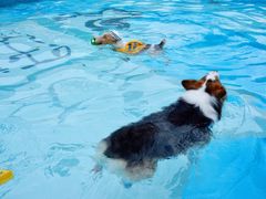 -汪说喵讲宠物乐园宠物酒店(红星美凯龙店)