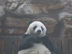 -石家庄市动物园