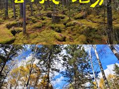 -汤旺河林海奇石景区