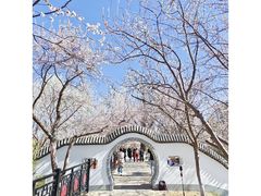 -桃花堤公园