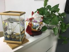 -绿房子心理咨询