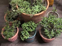 -Al Salam莫的三明治