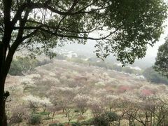 android_upload_pic-香雪海