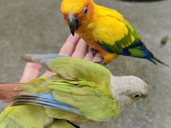 -皖北巫氏三胖地锅鸡(长淮总店)