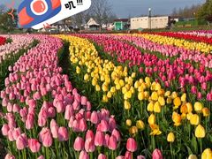 -荷兰花海