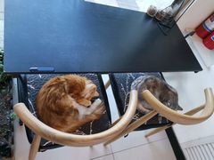 -平行世界·猫咖(首经贸店)