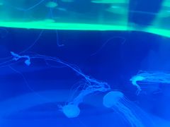 -苏州海洋馆