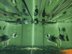 -天宠宠物医院24小时·急重症诊疗中心·全科·腔镜特色(和平分院)