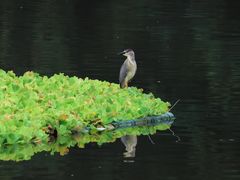 -重庆彩云湖湿地公园