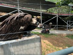 -西霞口神雕山野生动物世界