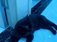 -安安宠医宠物医院·异宠·犬猫内科(岳阳分院)