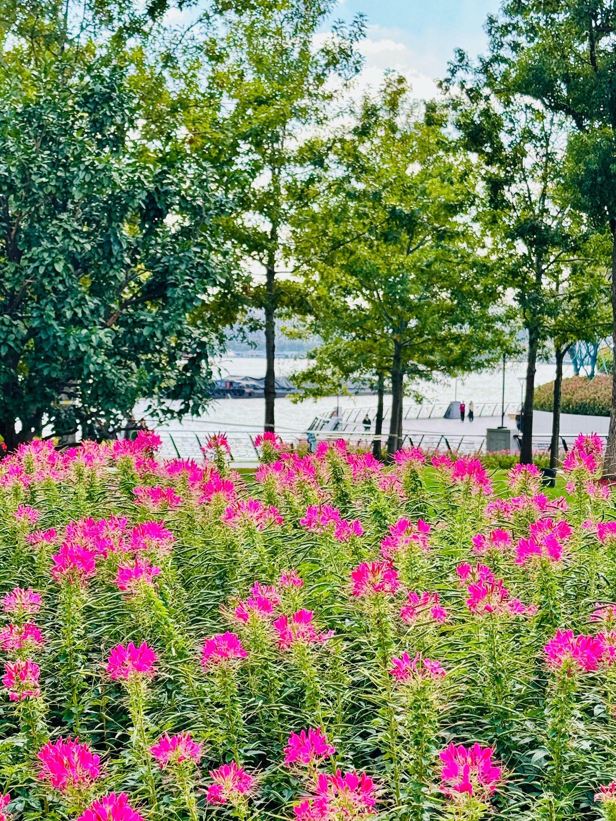 让蝴蝶都沉醉的醉蝶花!
