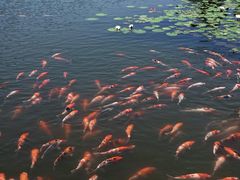 -昆山城市生态森林公园