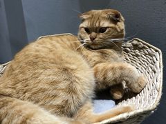 -藏猫猫咖啡主题馆(中央大道店)
