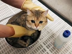 -北京观赏动物医院·24小时大型综合·猫专科·异宠专科