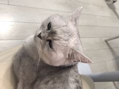 -喵的天空名猫咖啡馆·撸猫·猫舍·用品