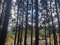 -玉苍山国家森林公园