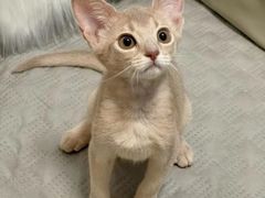 -猫十亿·布偶金渐层·曼基康矮脚猫舍(青年路店)