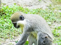 -上海野生动物园